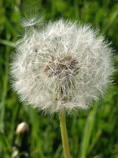 Löwenzahn Pusteblume