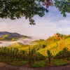 Fastenwandern im Schwarzwald zu Schloss Staufenberg bei Durbach auf einer Anhöhe in den Weinbergen
