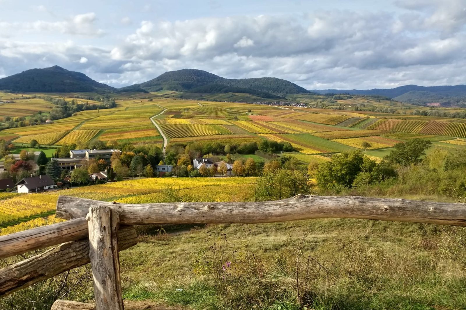 Bunt gefärbte Rebenlandschaft um die kleine Kalmit in der Südpfalz im Herbst