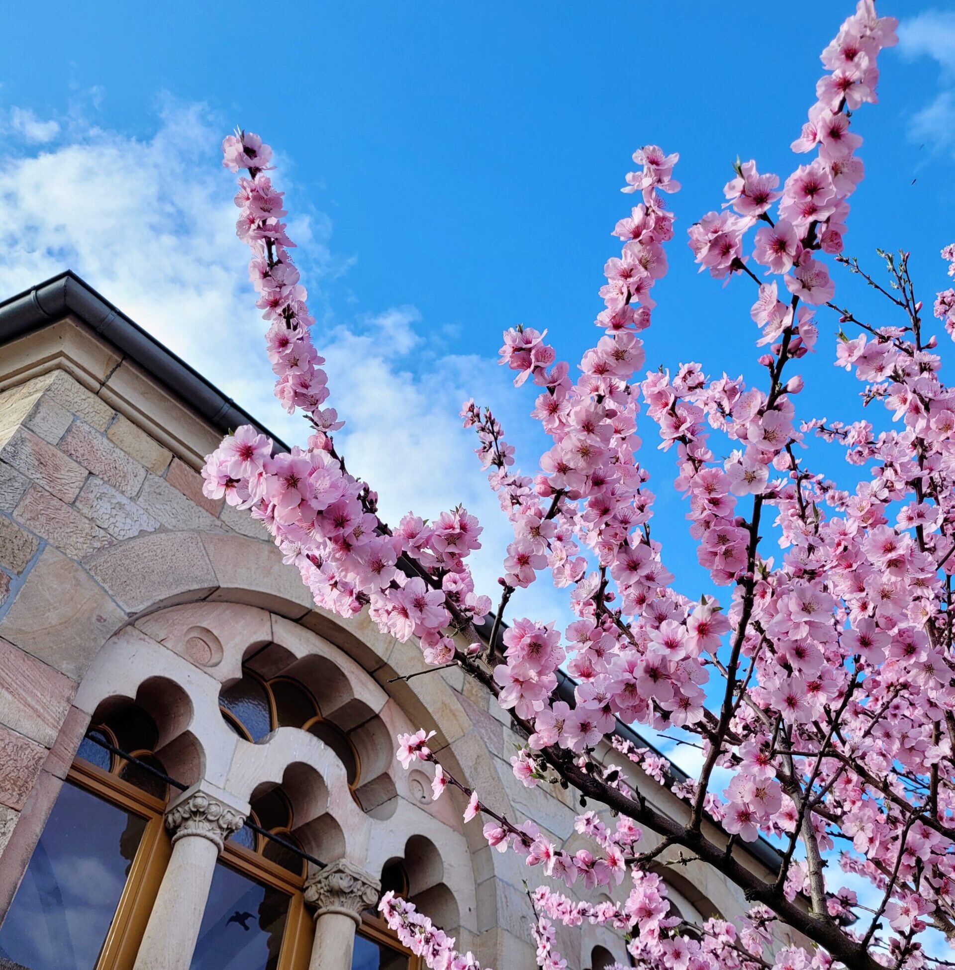 Rosa Mandelblüten vor dem blauen Himmel und einem historischen Gebäude