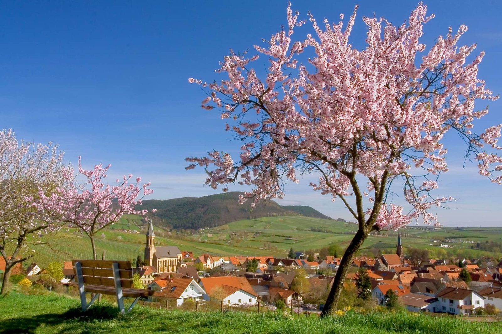AUSZEIT Fasten - Fastenwandern, Buchingerfasten - Mandelblüten Birkweiler