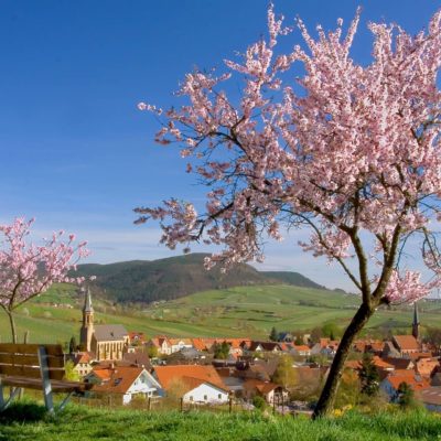 AUSZEIT Fasten - Fastenwandern, Buchingerfasten - Mandelblüten Birkweiler