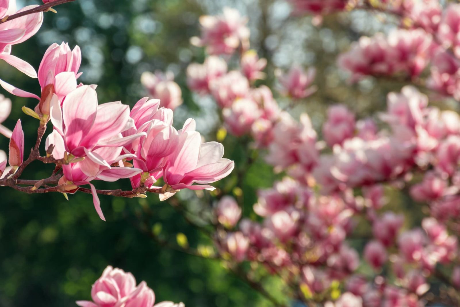 Arthrose-Selbsthilfe Südpfalz - Gesundheitsinformationen - Magnolie