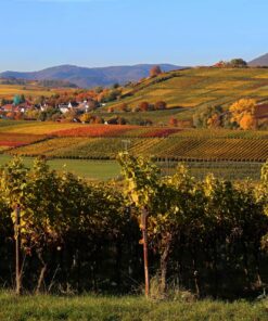 Fastenwandern, Buchingerfasten, Rohkost und Basenfasten - Kalmitblick