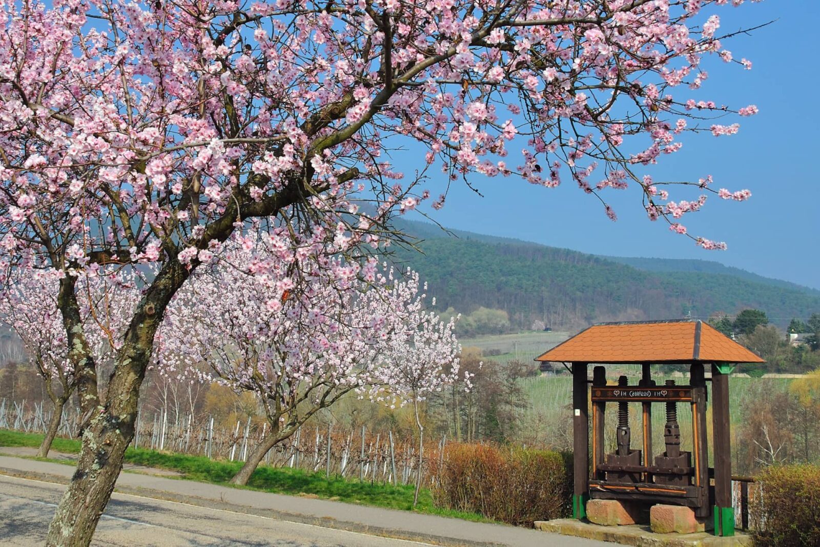 Blühende Mandelbäume in der Südpfalz im Frühling